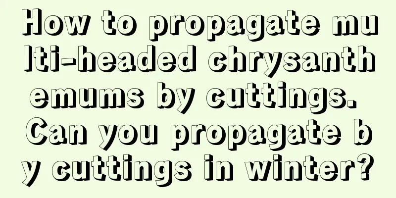 How to propagate multi-headed chrysanthemums by cuttings. Can you propagate by cuttings in winter?