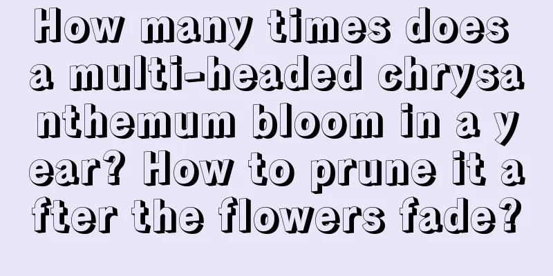 How many times does a multi-headed chrysanthemum bloom in a year? How to prune it after the flowers fade?