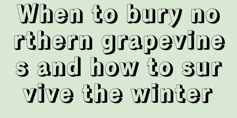 When to bury northern grapevines and how to survive the winter