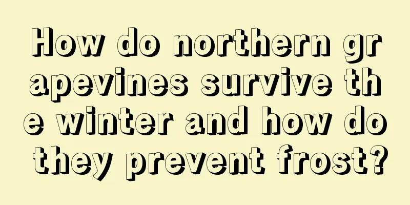 How do northern grapevines survive the winter and how do they prevent frost?