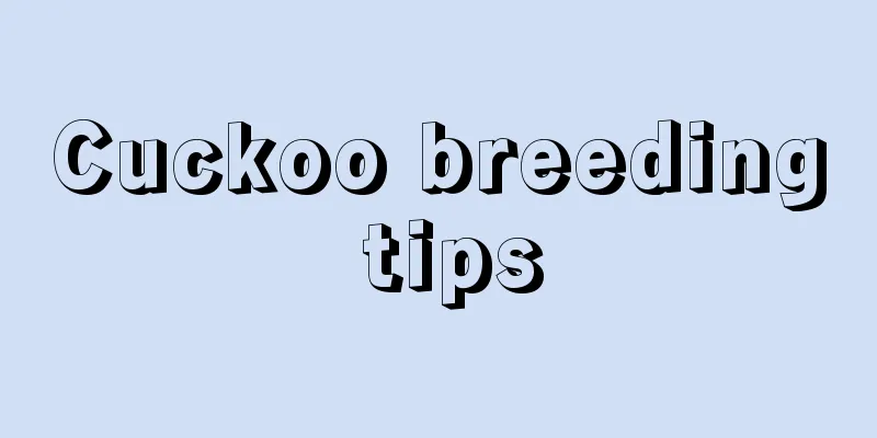 Cuckoo breeding tips