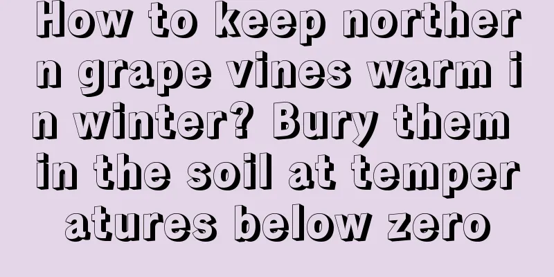 How to keep northern grape vines warm in winter? Bury them in the soil at temperatures below zero