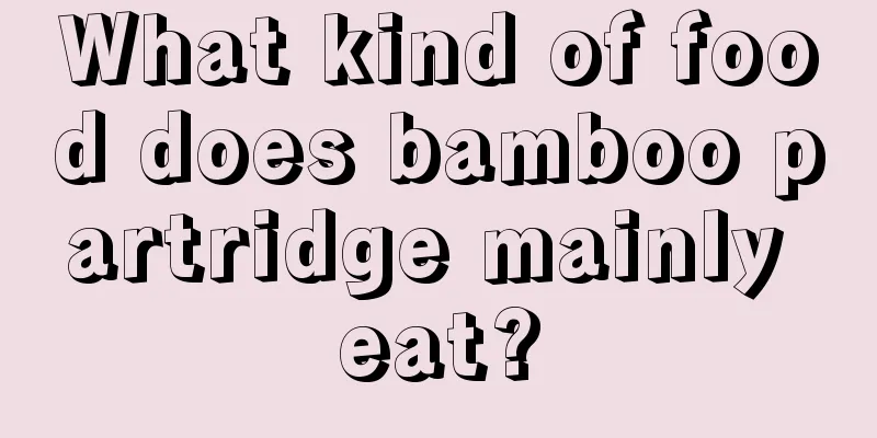 What kind of food does bamboo partridge mainly eat?