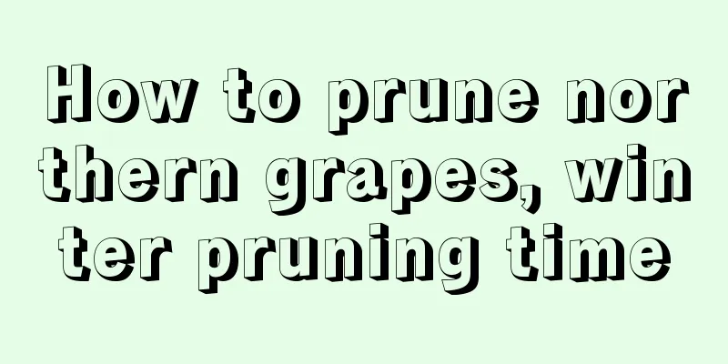 How to prune northern grapes, winter pruning time