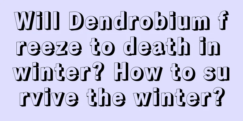 Will Dendrobium freeze to death in winter? How to survive the winter?