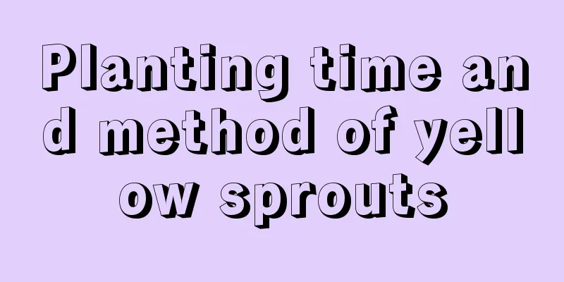 Planting time and method of yellow sprouts