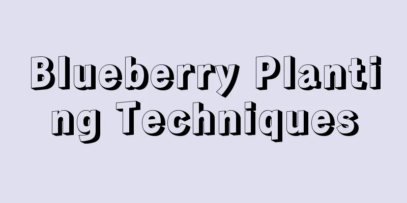 Blueberry Planting Techniques