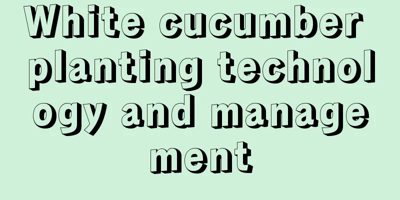 White cucumber planting technology and management