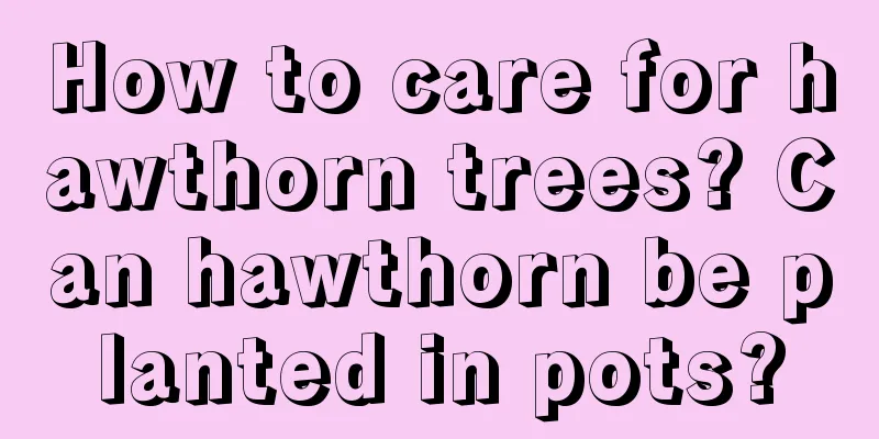 How to care for hawthorn trees? Can hawthorn be planted in pots?