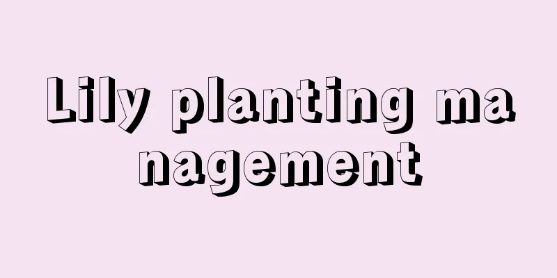 Lily planting management