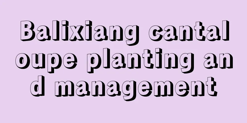 Balixiang cantaloupe planting and management