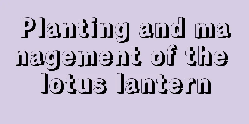 Planting and management of the lotus lantern