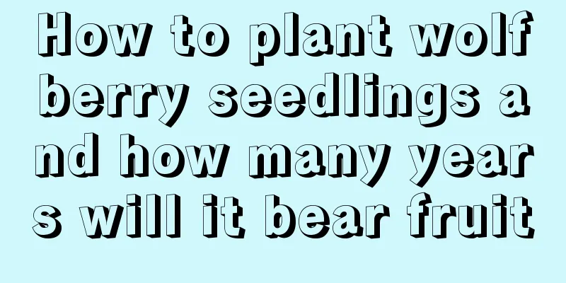 How to plant wolfberry seedlings and how many years will it bear fruit