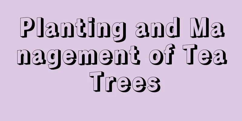 Planting and Management of Tea Trees