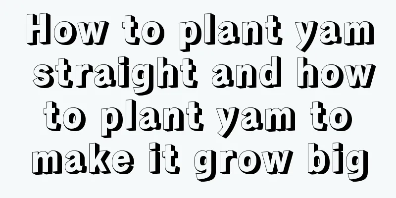 How to plant yam straight and how to plant yam to make it grow big