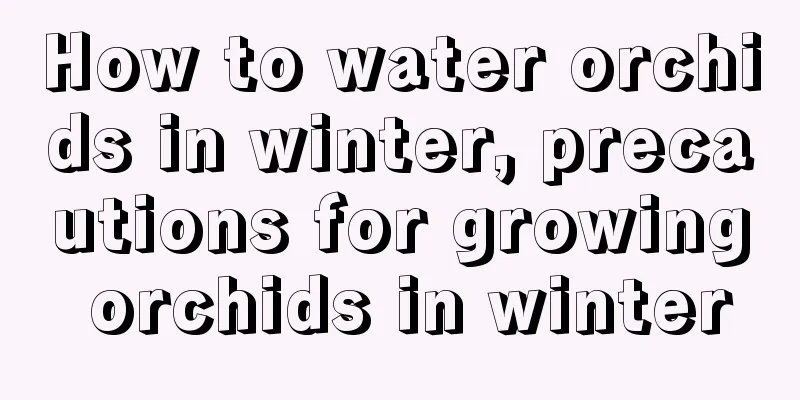 How to water orchids in winter, precautions for growing orchids in winter