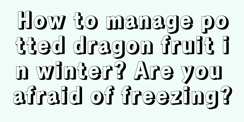 How to manage potted dragon fruit in winter? Are you afraid of freezing?