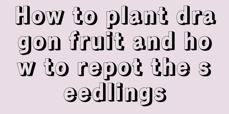 How to plant dragon fruit and how to repot the seedlings