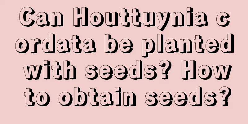 Can Houttuynia cordata be planted with seeds? How to obtain seeds?