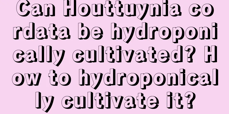 Can Houttuynia cordata be hydroponically cultivated? How to hydroponically cultivate it?