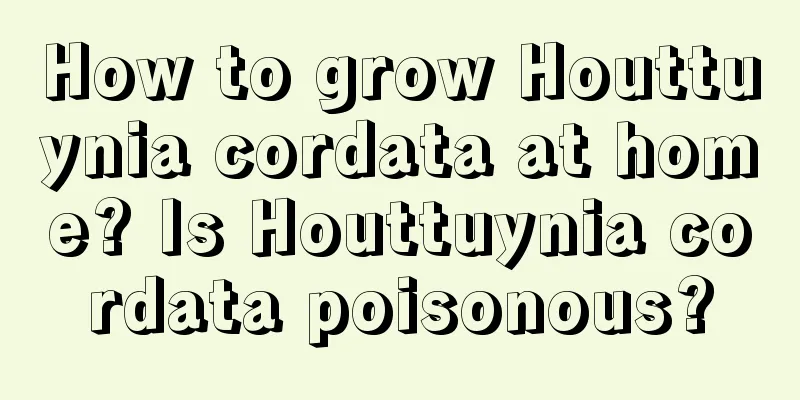 How to grow Houttuynia cordata at home? Is Houttuynia cordata poisonous?