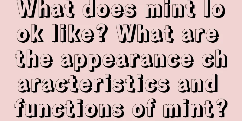 What does mint look like? What are the appearance characteristics and functions of mint?