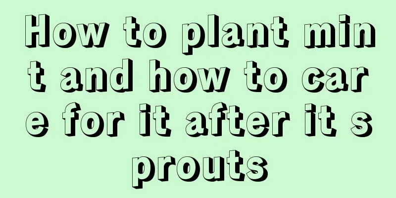 How to plant mint and how to care for it after it sprouts