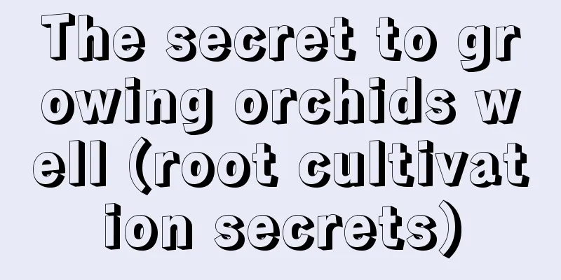 The secret to growing orchids well (root cultivation secrets)