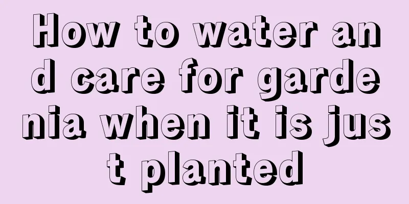 How to water and care for gardenia when it is just planted