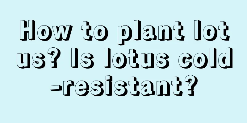 How to plant lotus? Is lotus cold-resistant?