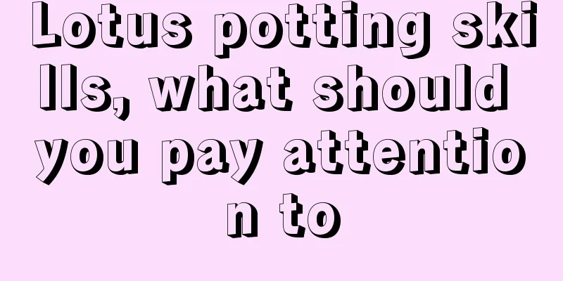 Lotus potting skills, what should you pay attention to