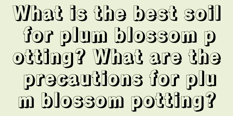 What is the best soil for plum blossom potting? What are the precautions for plum blossom potting?