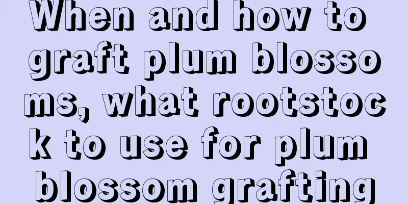 When and how to graft plum blossoms, what rootstock to use for plum blossom grafting