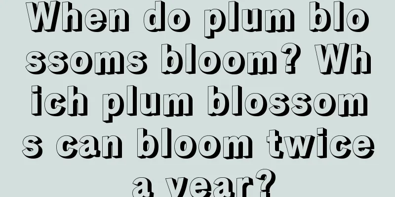 When do plum blossoms bloom? Which plum blossoms can bloom twice a year?