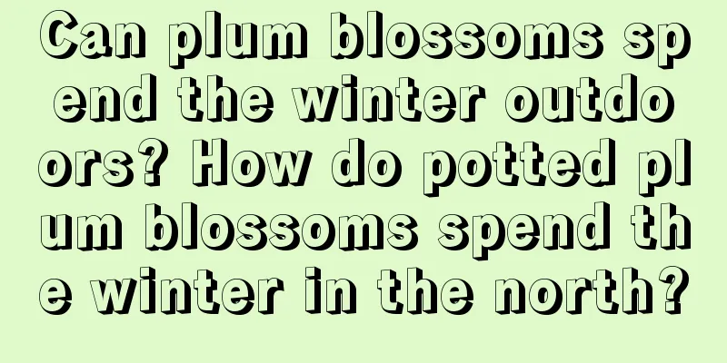 Can plum blossoms spend the winter outdoors? How do potted plum blossoms spend the winter in the north?