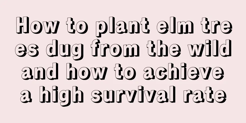 How to plant elm trees dug from the wild and how to achieve a high survival rate