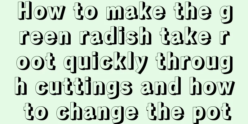 How to make the green radish take root quickly through cuttings and how to change the pot