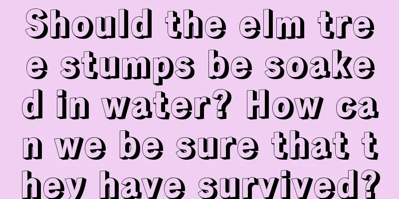 Should the elm tree stumps be soaked in water? How can we be sure that they have survived?