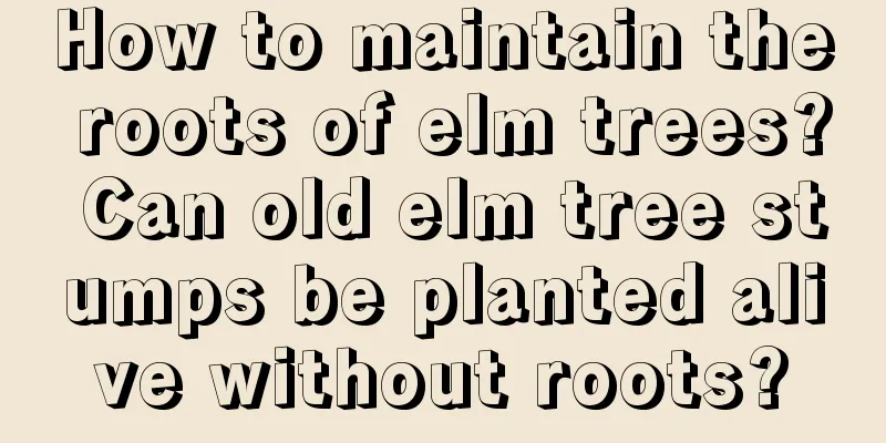 How to maintain the roots of elm trees? Can old elm tree stumps be planted alive without roots?