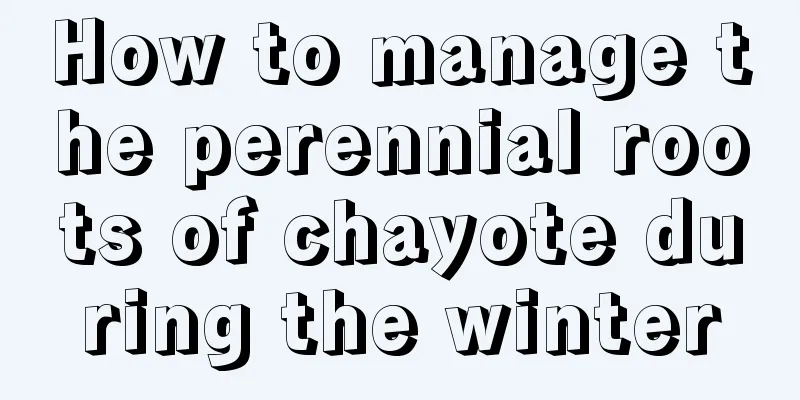 How to manage the perennial roots of chayote during the winter