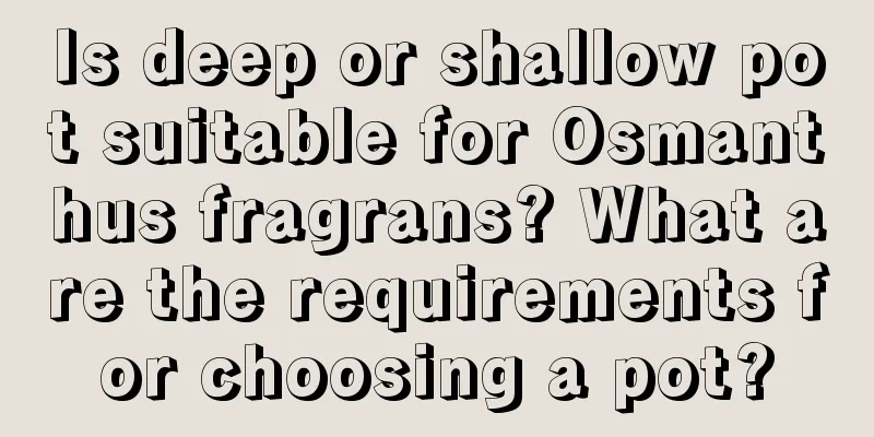 Is deep or shallow pot suitable for Osmanthus fragrans? What are the requirements for choosing a pot?