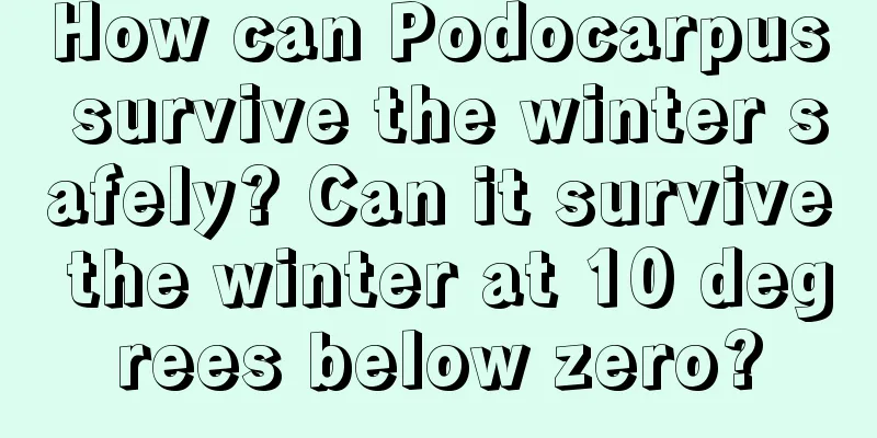 How can Podocarpus survive the winter safely? Can it survive the winter at 10 degrees below zero?