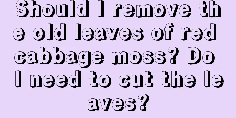 Should I remove the old leaves of red cabbage moss? Do I need to cut the leaves?