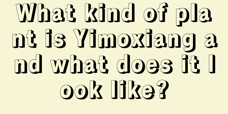 What kind of plant is Yimoxiang and what does it look like?