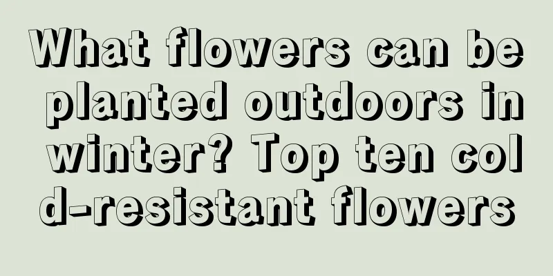 What flowers can be planted outdoors in winter? Top ten cold-resistant flowers