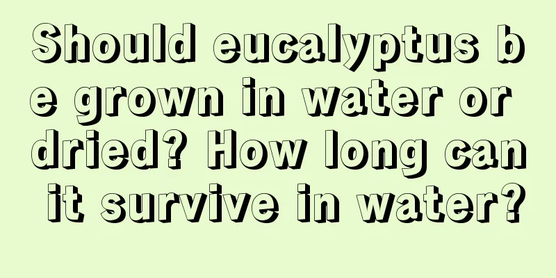 Should eucalyptus be grown in water or dried? How long can it survive in water?