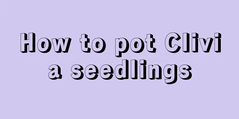 How to pot Clivia seedlings