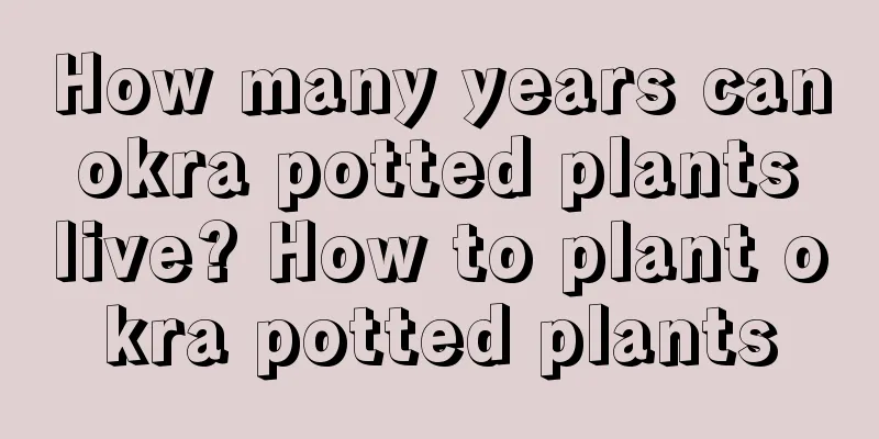 How many years can okra potted plants live? How to plant okra potted plants