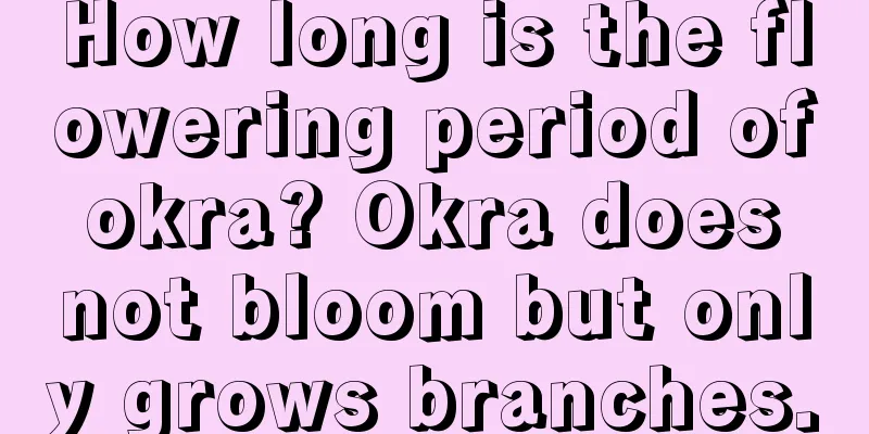 How long is the flowering period of okra? Okra does not bloom but only grows branches.