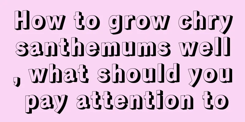 How to grow chrysanthemums well, what should you pay attention to